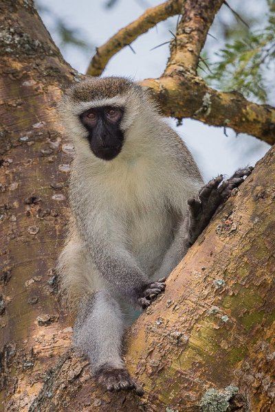 27 Oeganda, Queen Elizabeth NP, vervet.jpg